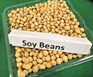 High protein soy